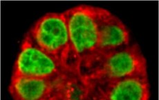 Human Mammary Gland Structure