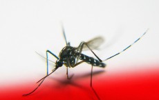 Mosquitoes can transmit a number of diseases to humans.