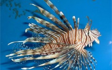 Lionfish