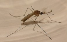 Malaria affects hundreds of millions of people each year.