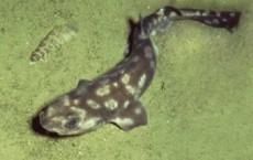 Galapagos Catshark