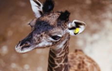 Female Masai Giraffe Calf Born at Cleveland Metroparks Zoo