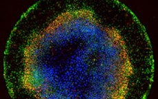 Embryonic Stem Cells