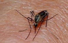 Mosquitos is the insect vector of the notorious Dengue disease wide spread in tropical countries.