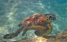 Green Sea Turtle