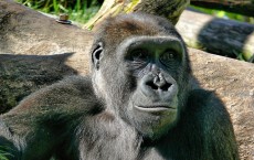 Gorilla