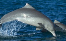 Australian Humpback Dolphin