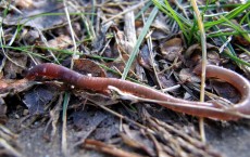 Earthworm