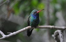 Broad-billed Hummingbird (Cynanthus latirostris)