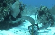 A Juvenile Nurse Shark and Caribbean Reef Shark