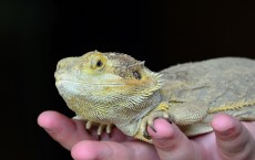 Bearded Dragon Lizard