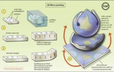 How a 2-D Sheet Can Bend into a 3-D Shape