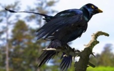 Reconstruction of a Lone Microraptor in a Forest