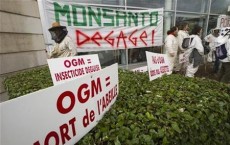 Scientists warn EPA on Monsanto corn rootworm