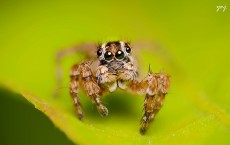 Jumping Spider