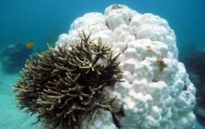 Contrasting Coral Bleaching