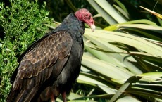 Turkey Vulture